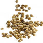 Coriander Seeds