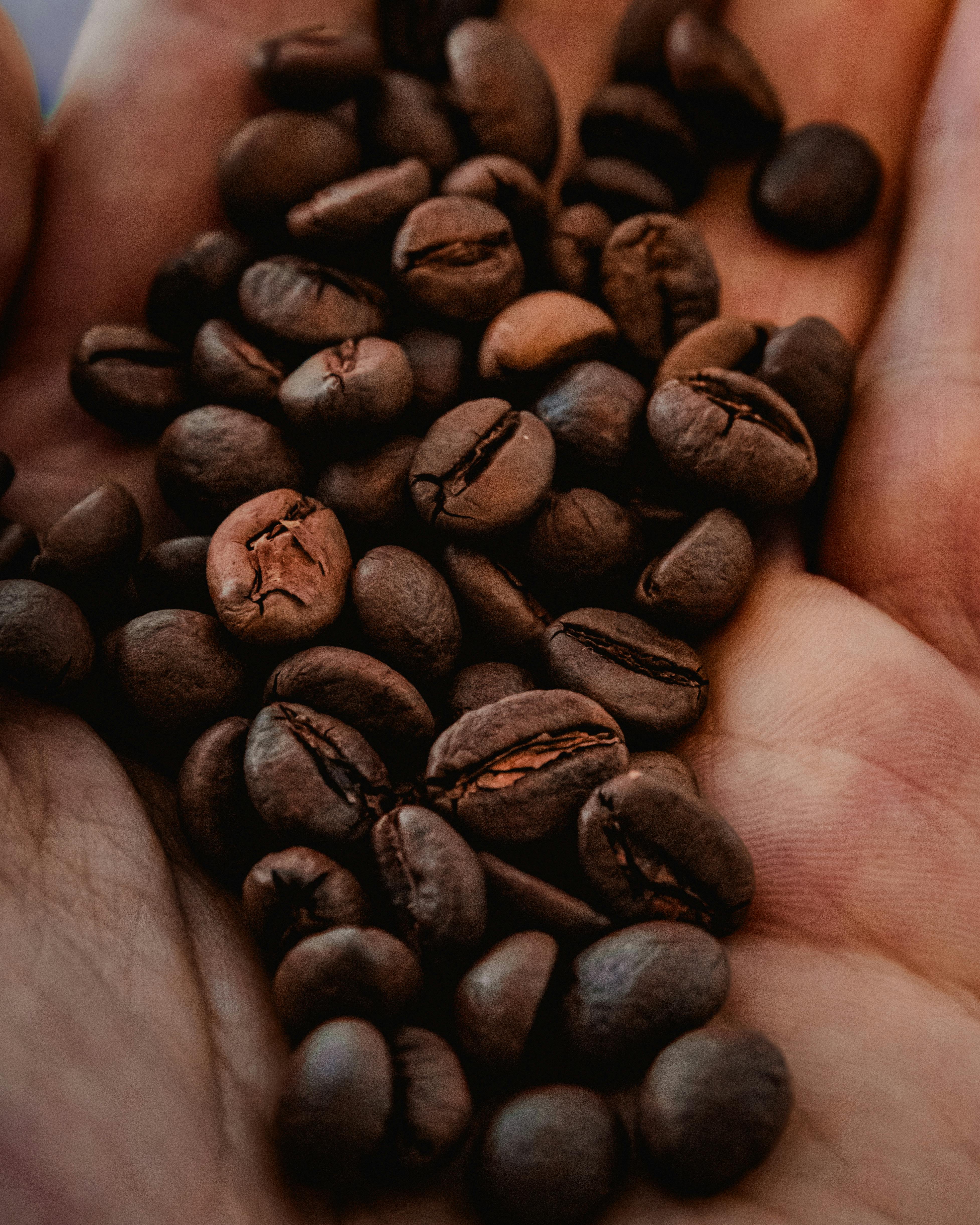 Arabica Coffee
