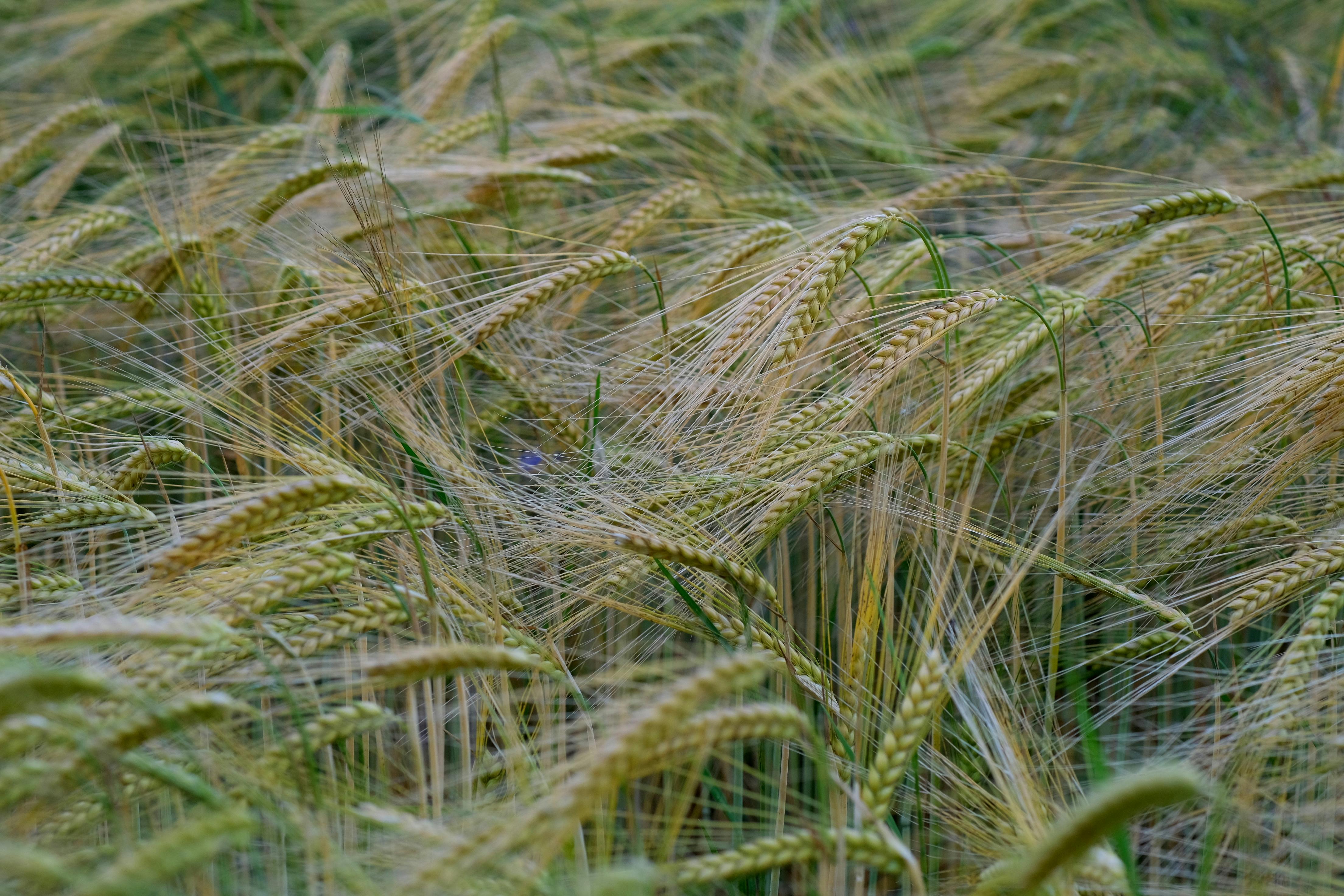 Barley