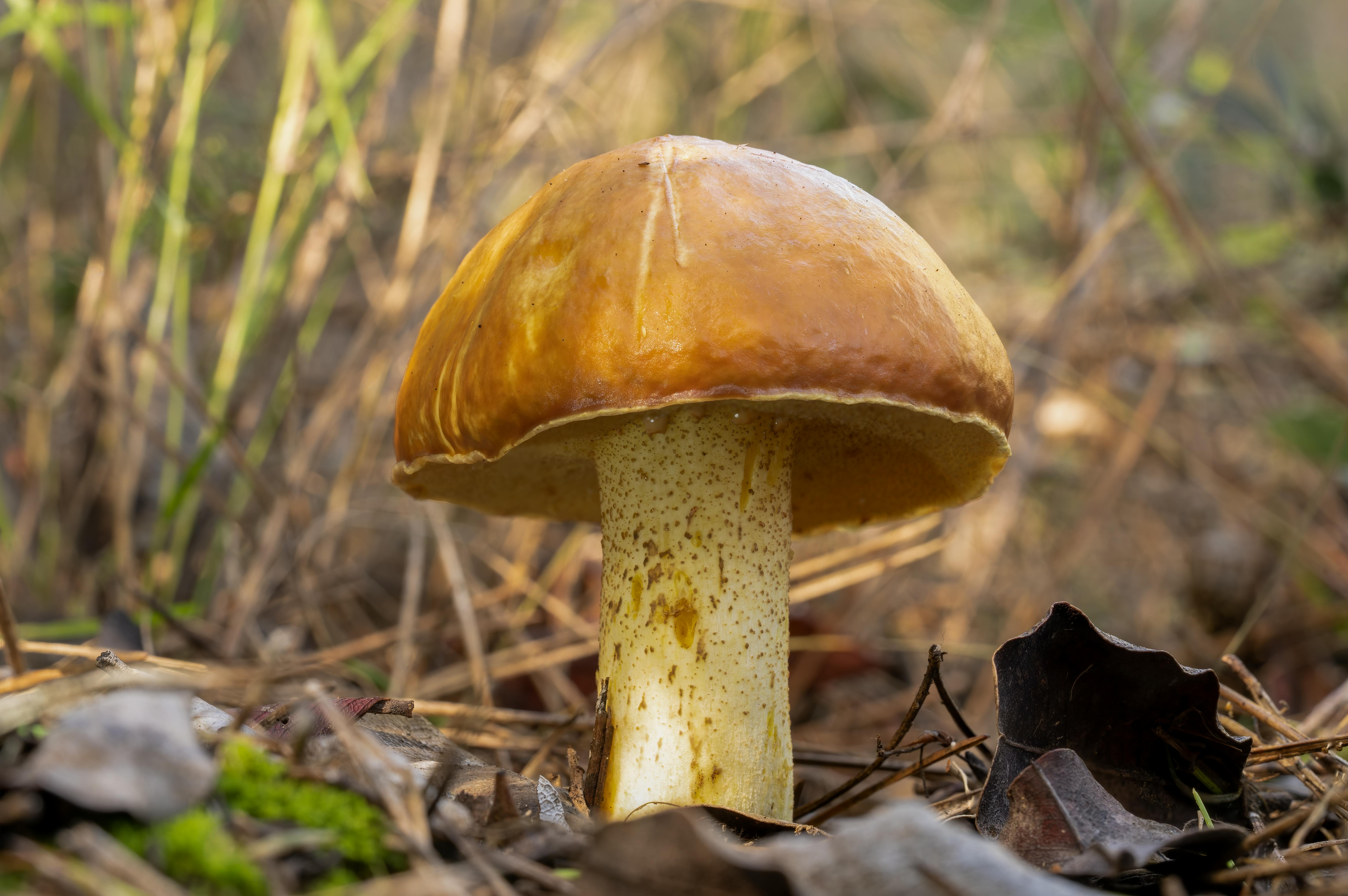 Boletus luteus