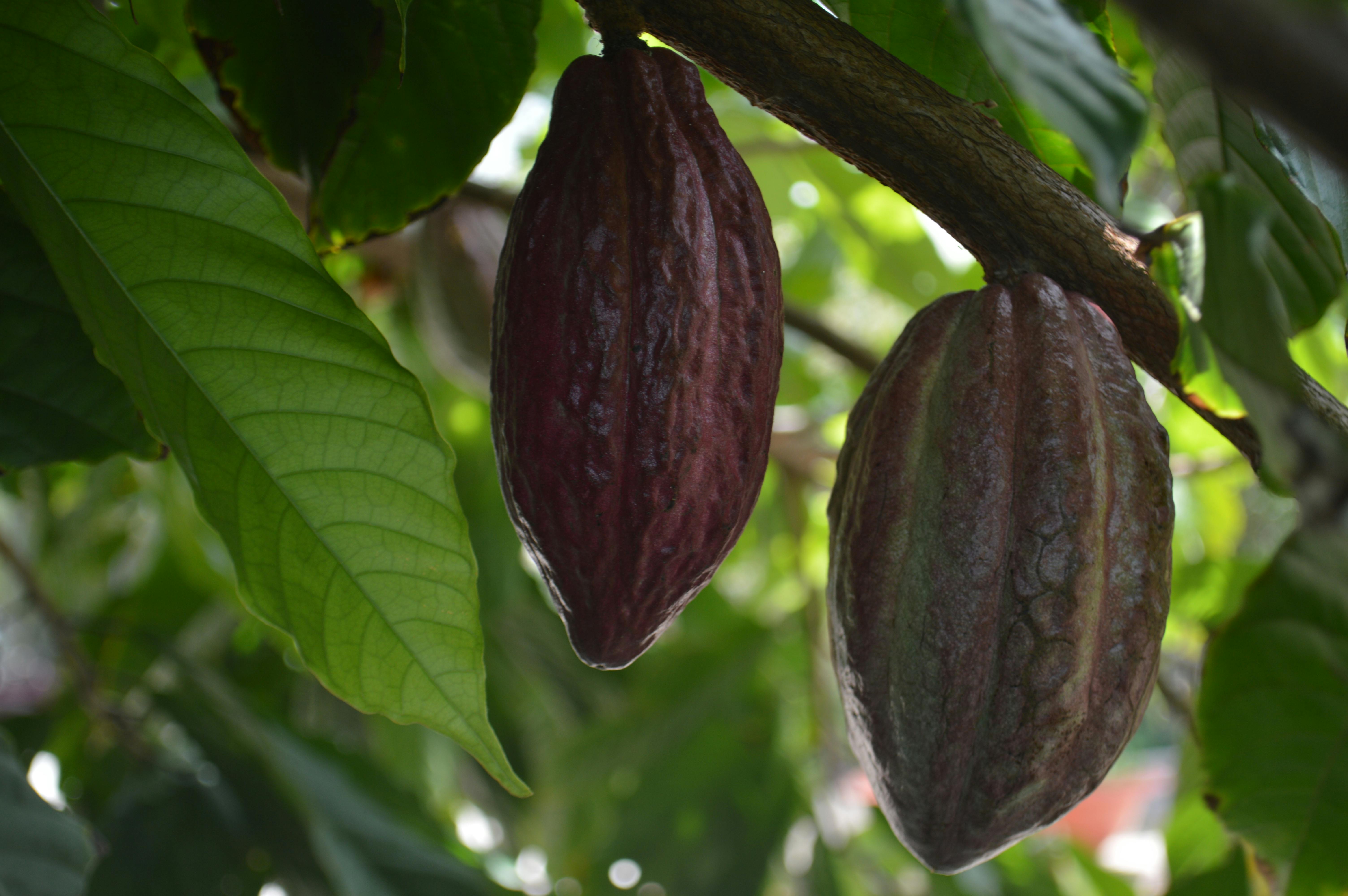 Cocoa