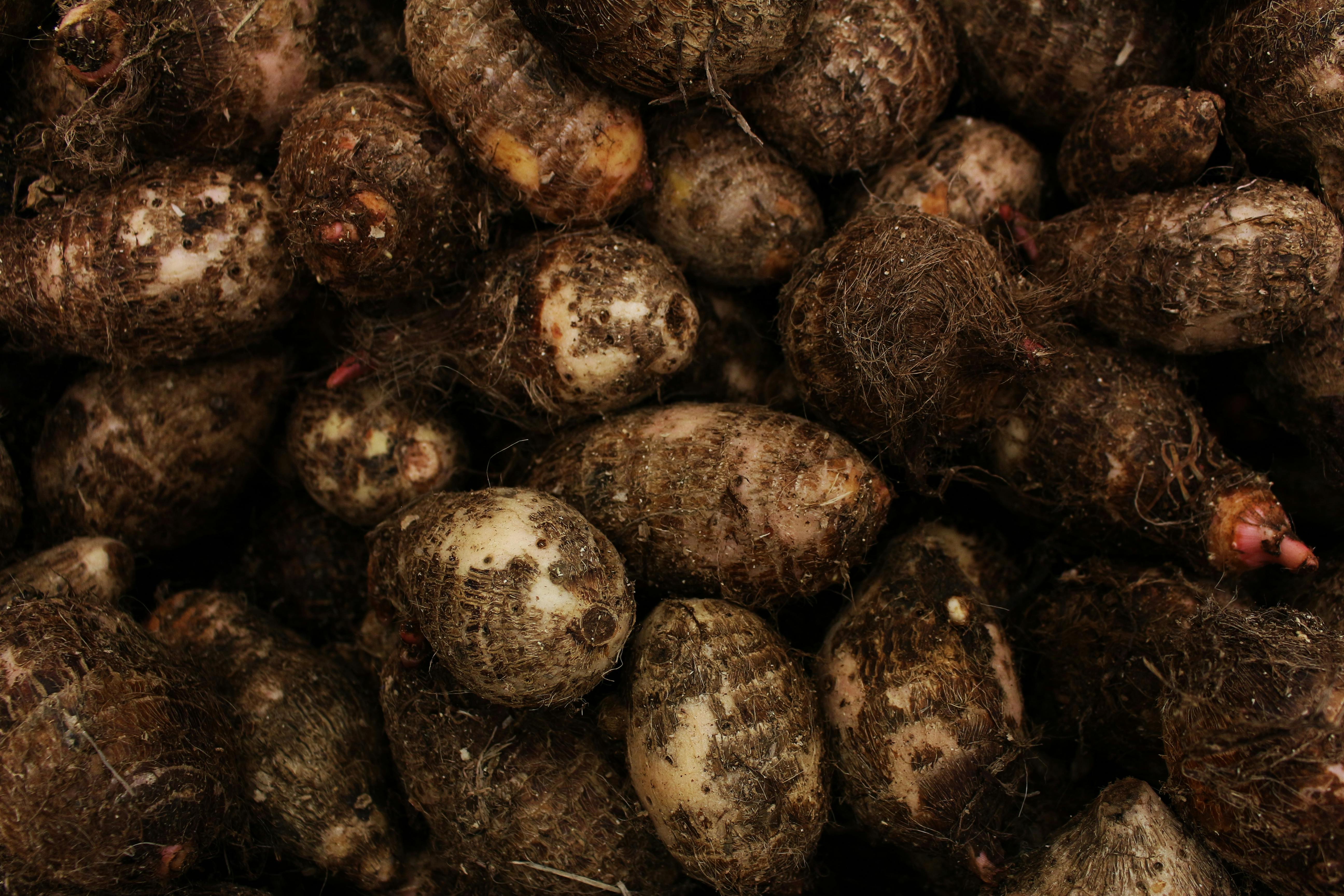 Cocoyam