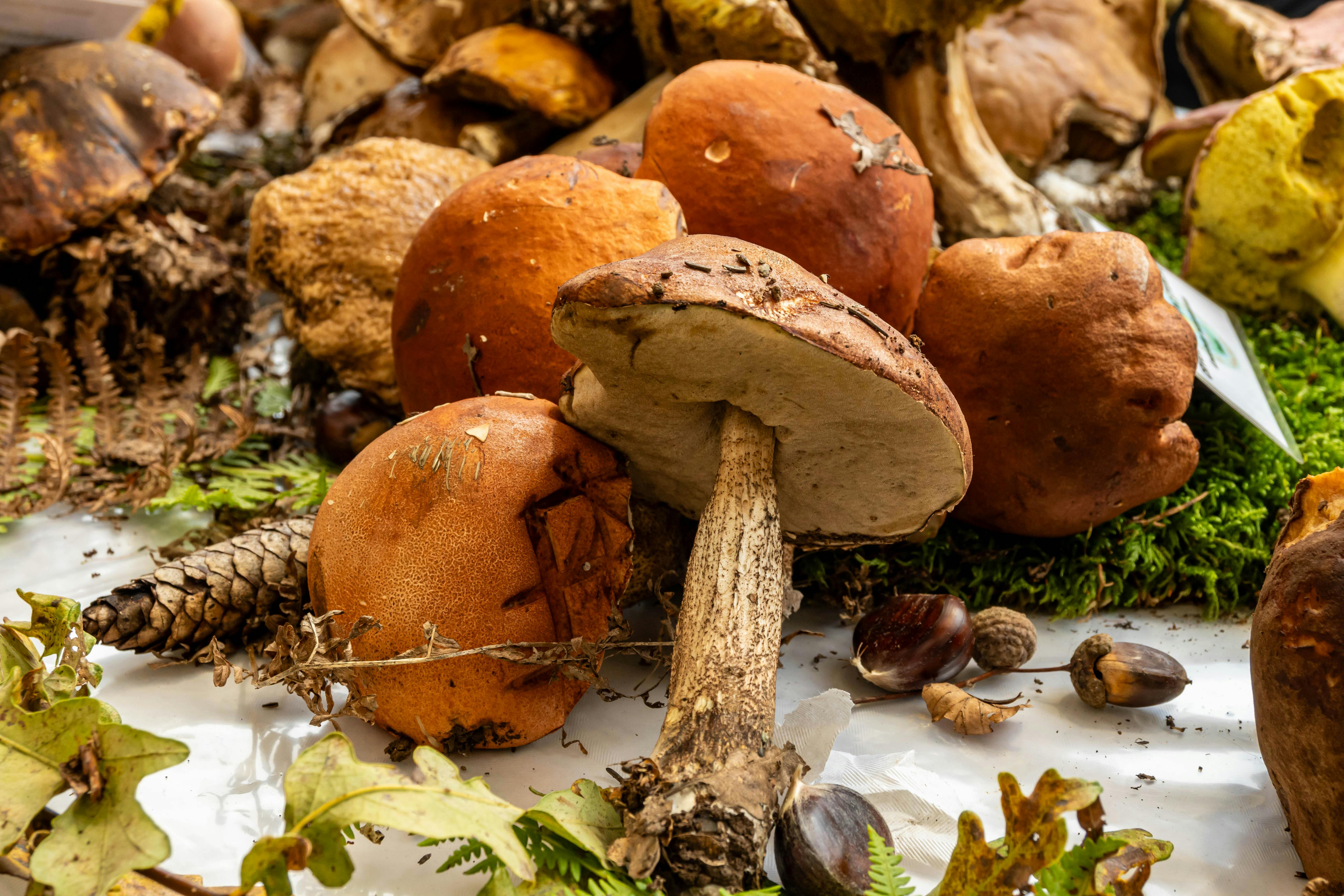 Boletus Dadius