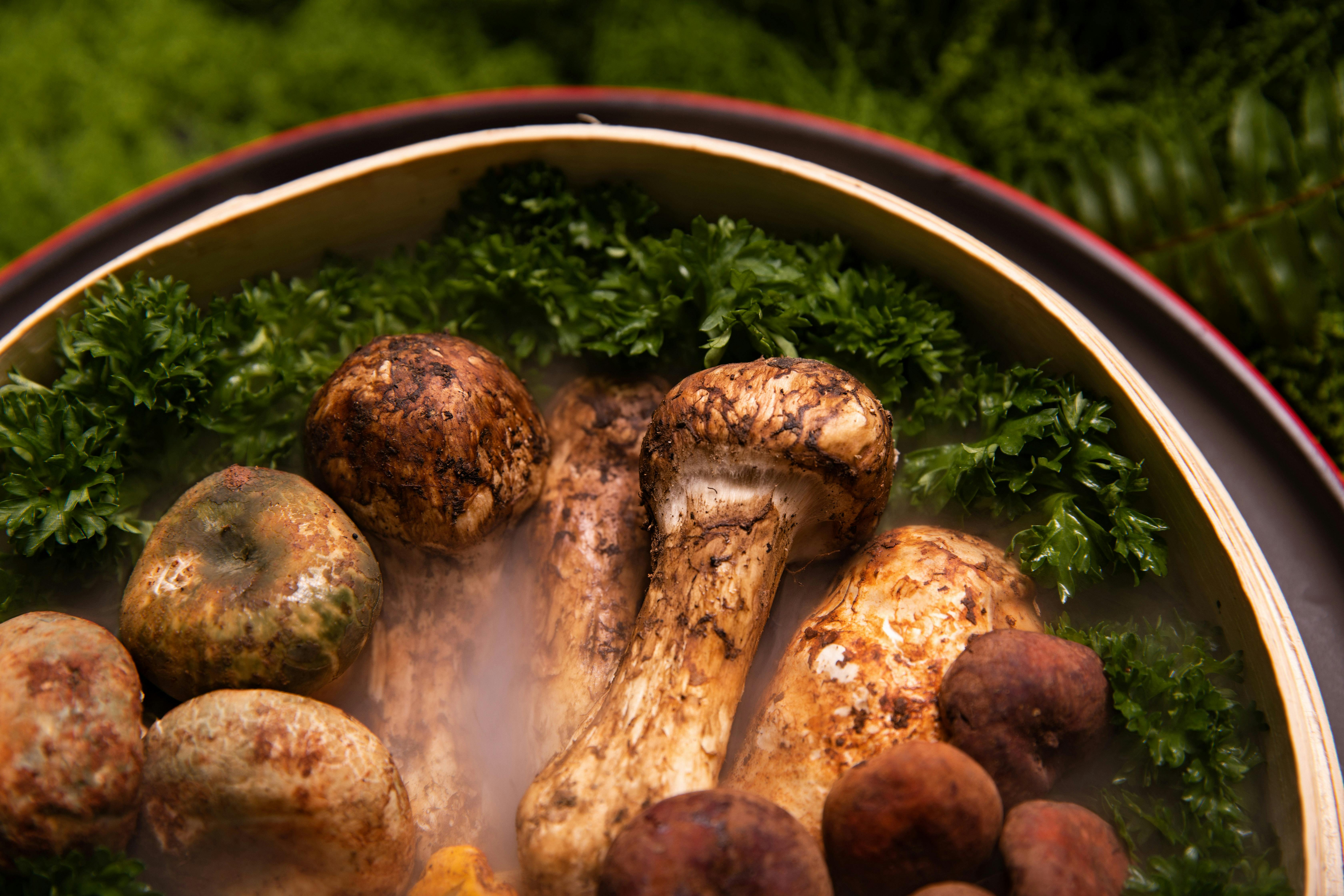 Tricholoma Matsutake