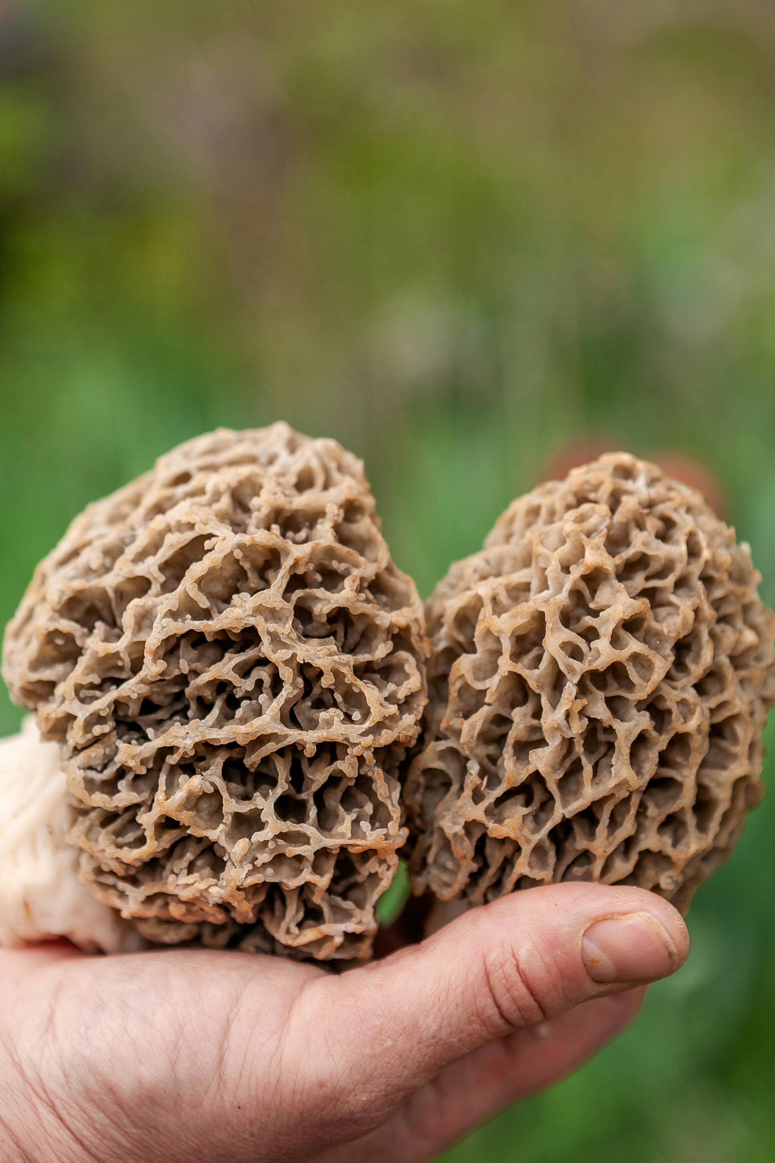 Morel