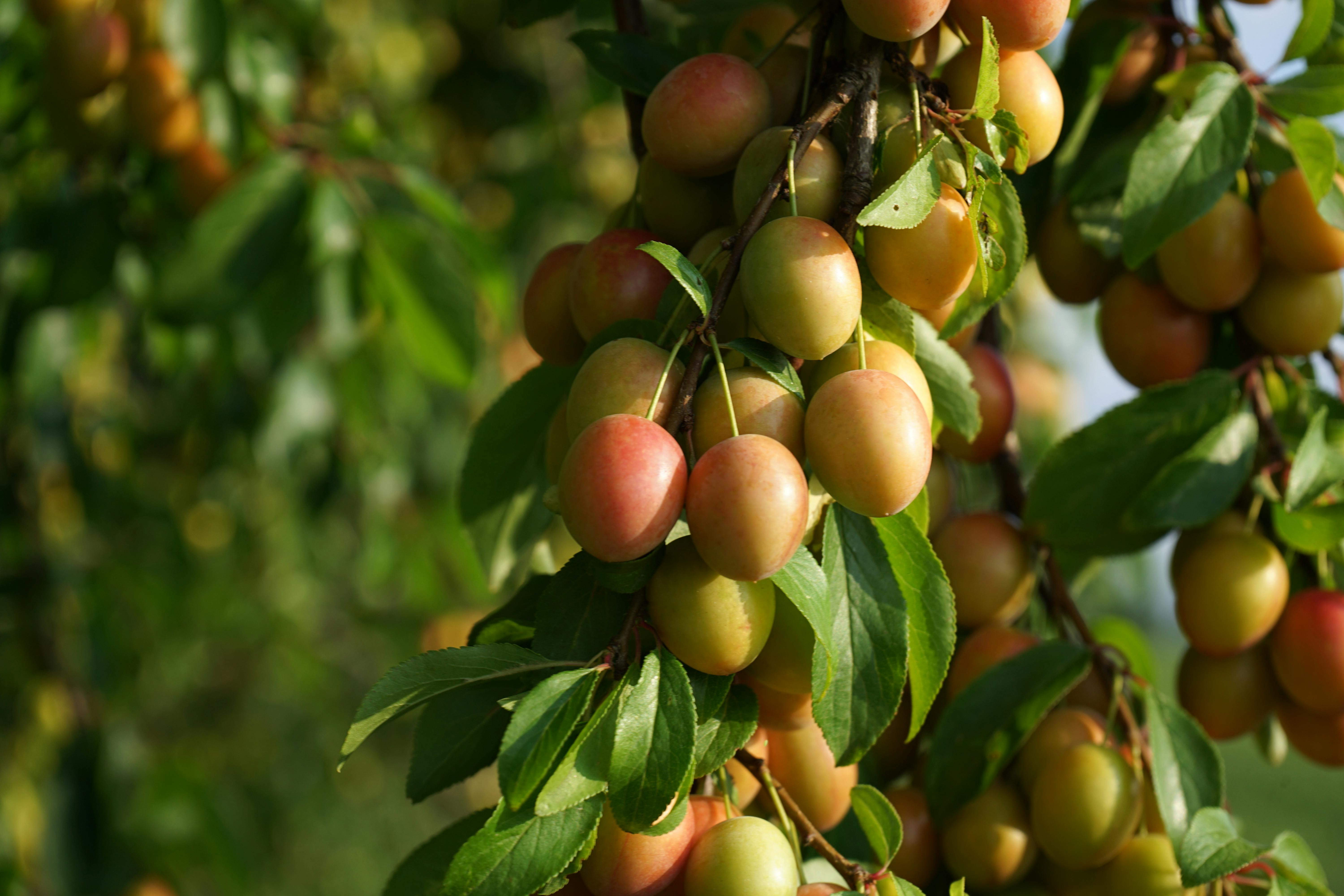 Fresh Plums