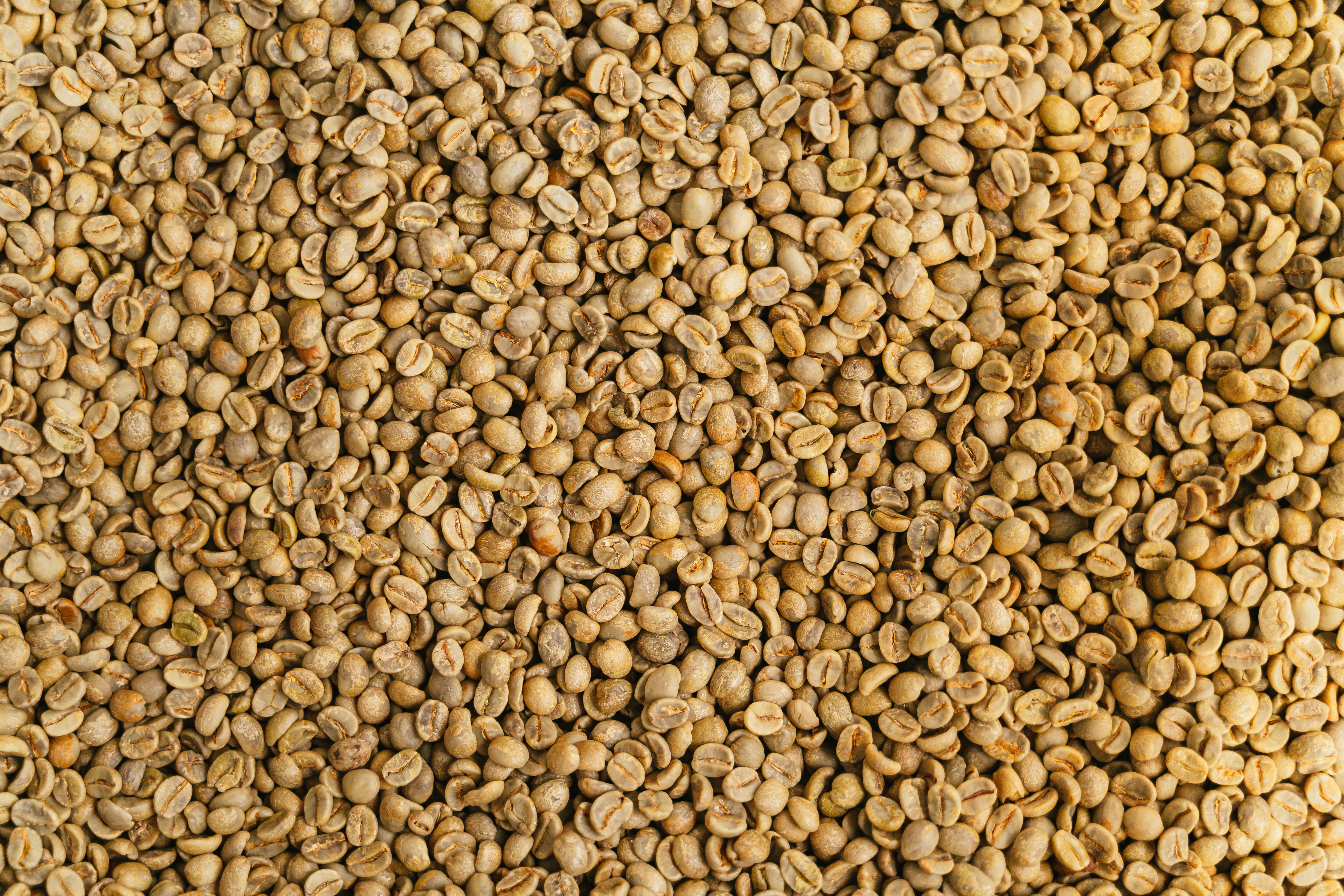 Rubosta Coffee
