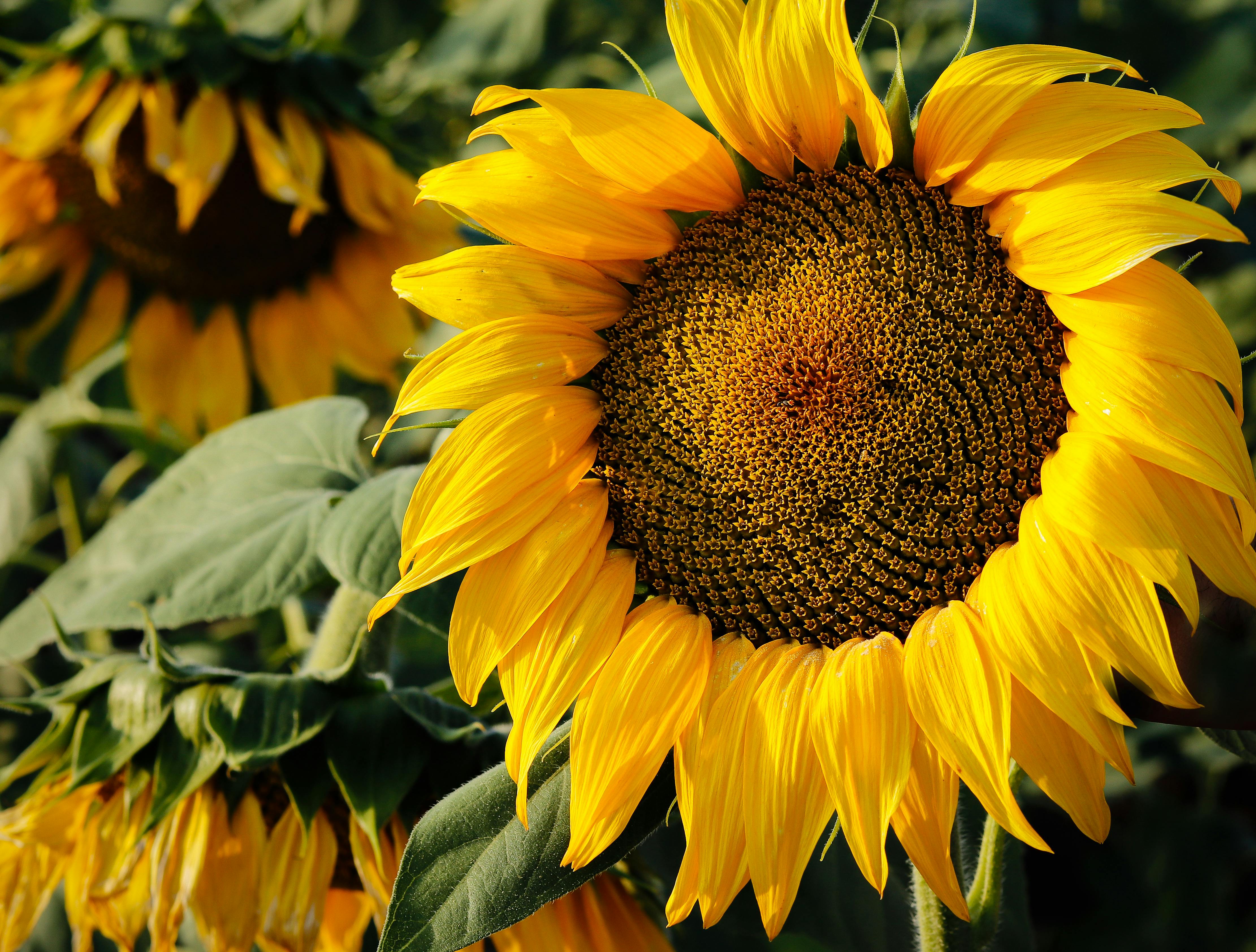 Sunflower Oil