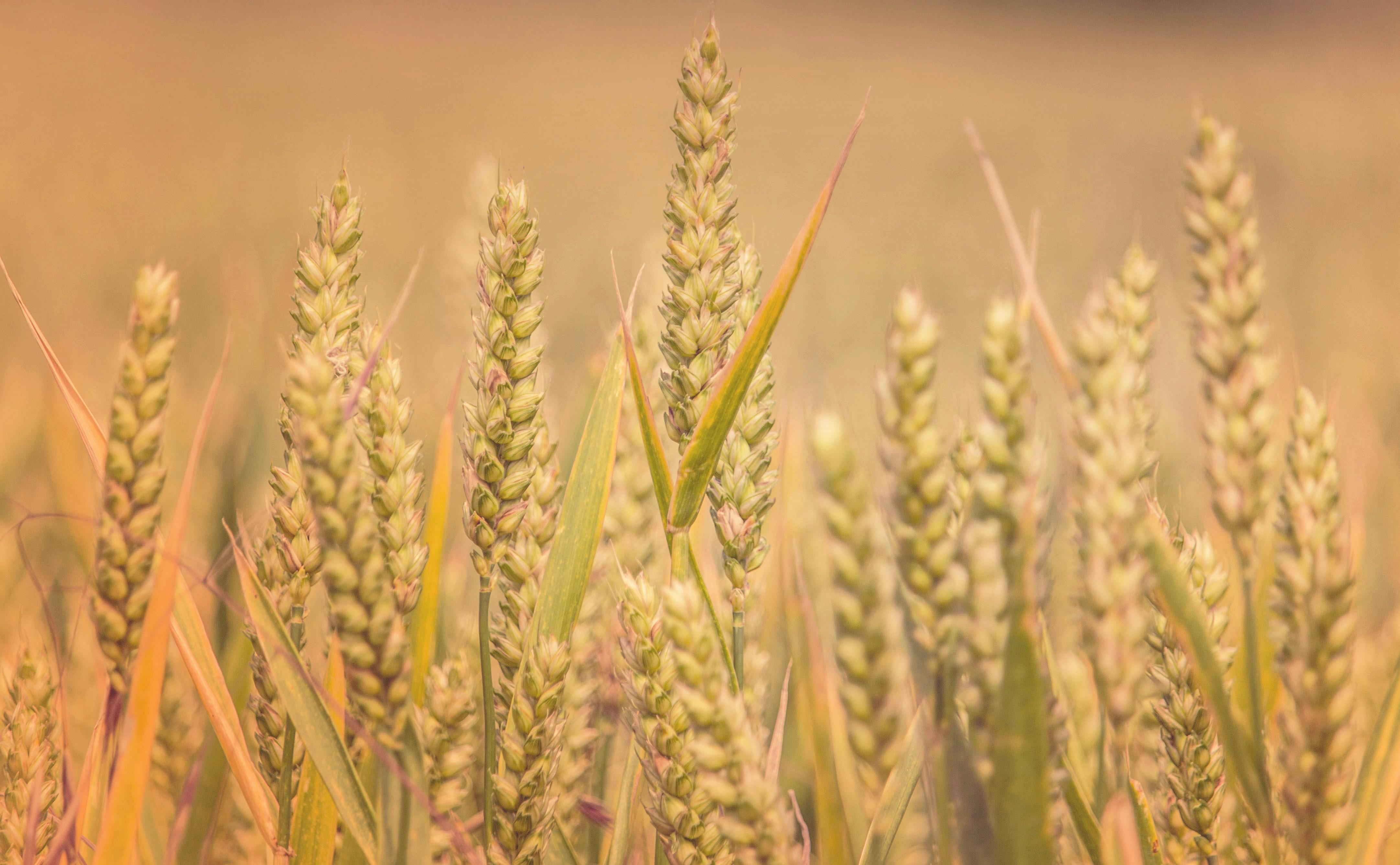 Wheat