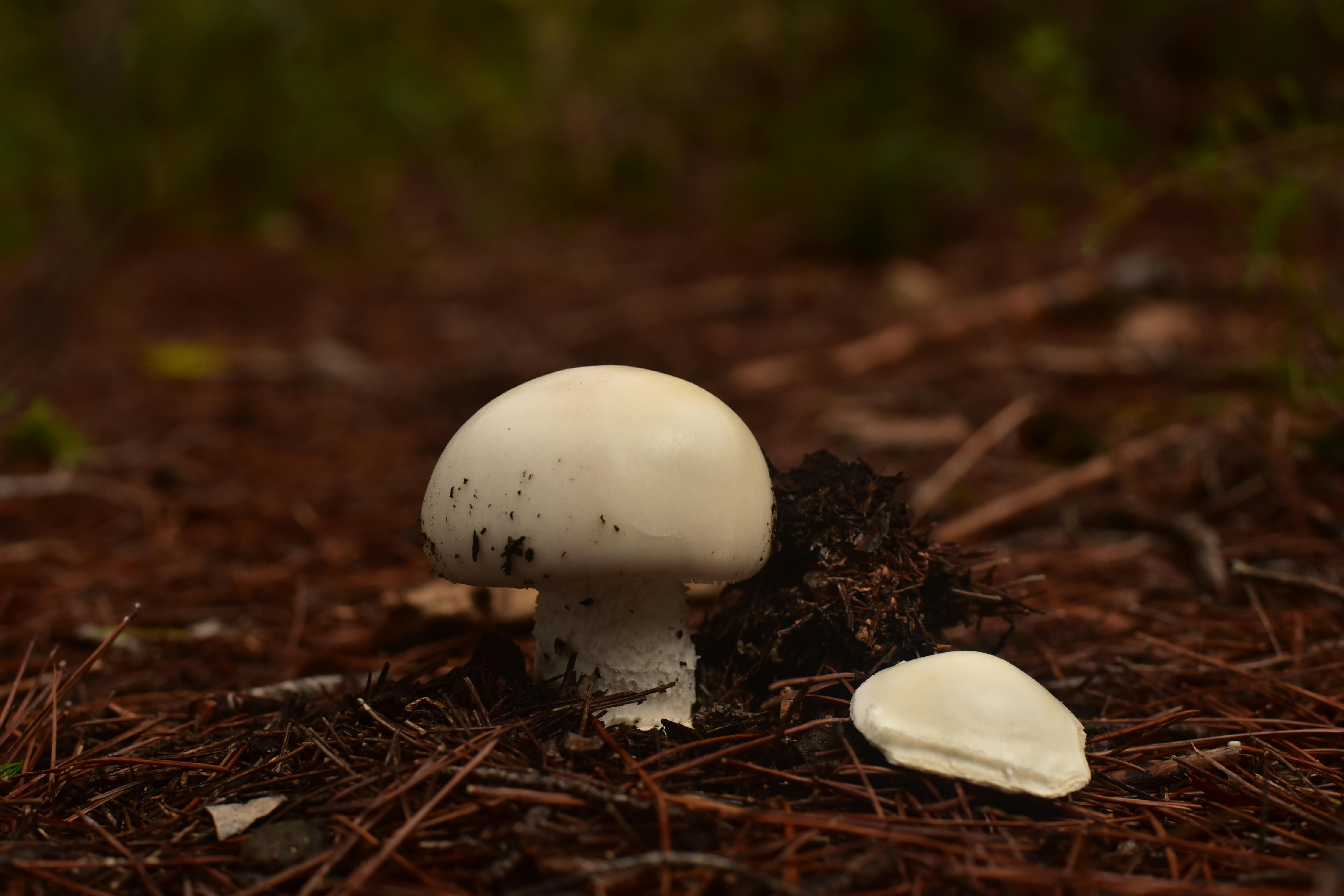 White Mushroom